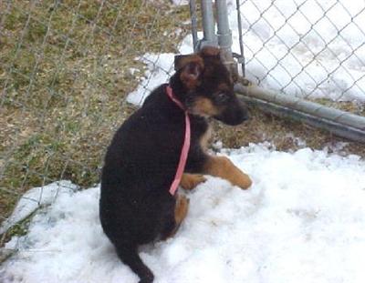 Puppies in WA