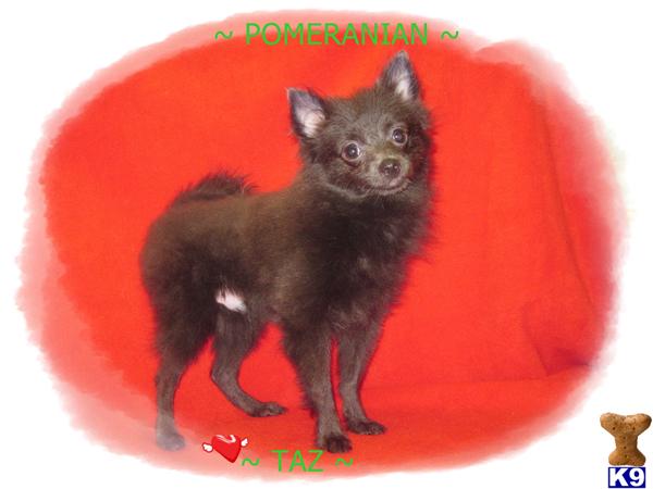 pomeranian paws pomeranian paws pomeranian paws pomeranian paws