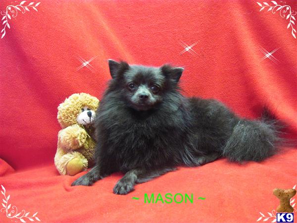 cheap pomeranian puppies for sale in houston pomeranian puppies for sale in houston tx cheap pomeranian puppies for sale in houston pomeranian puppies for sale in houston tx
