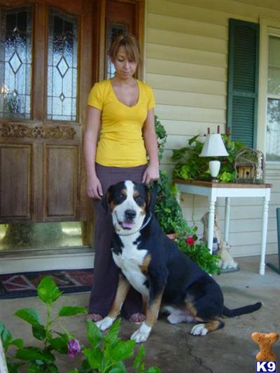 Greater Swiss Mountain Dog Puppies for Sale