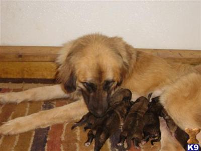 Leonbergers Puppies for Sale