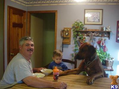 Rhodesian Ridgeback Puppies for Sale