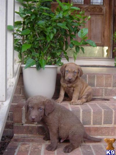 Chesapeake Bay Retriever Puppies for Sale