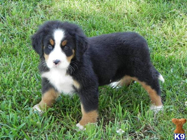 Puppies in Gaffney