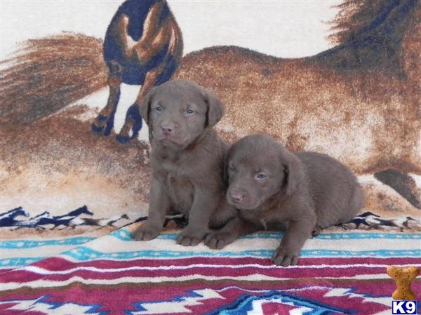 Chesapeake Bay Retriever Puppies