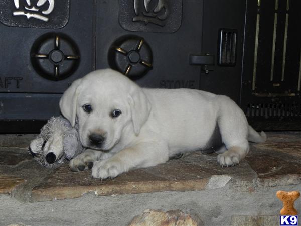 Puppies in Gaffney