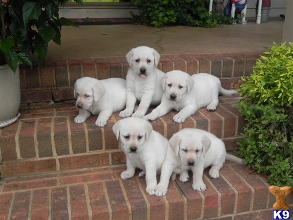 Puppies in SC