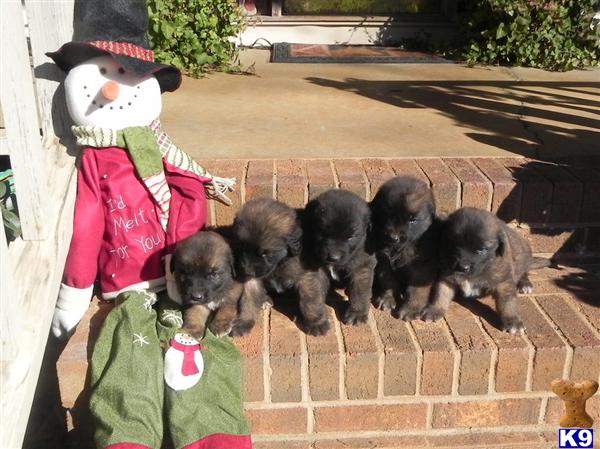 Leonbergers Puppies