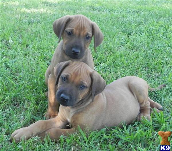 Puppies in Gaffney