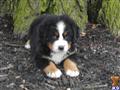 Bernese Mountain Dog
