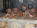 Rhodesian Ridgeback