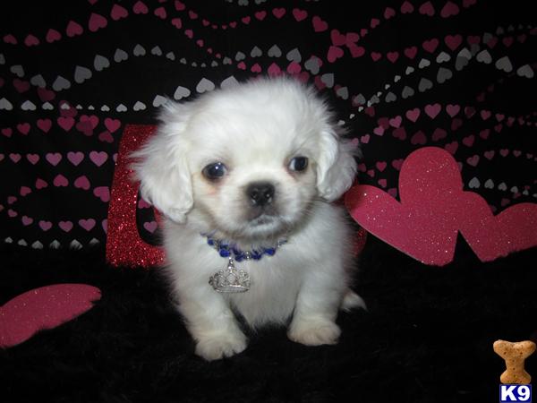 Pekingese Puppies