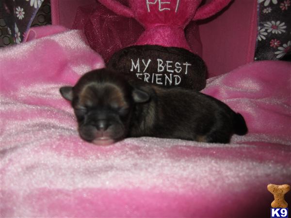 shih tzu puppies for sale dallas tx shih tzu poodle mix puppies for sale shih tzu puppies for sale dallas tx shih tzu poodle mix puppies for sale