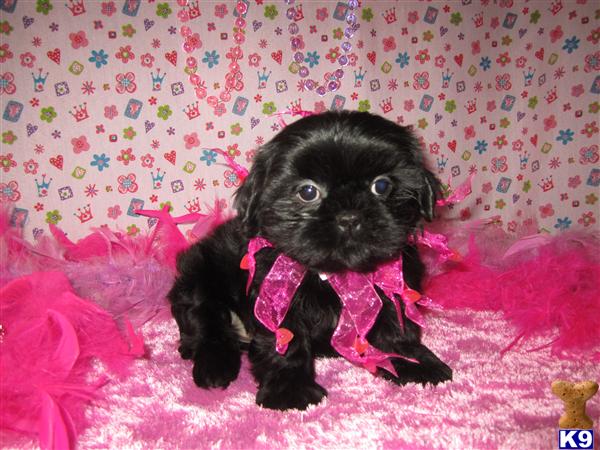 Shih Tzu Puppies in TX