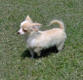 Puppies in OK