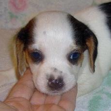 Puppies in OK