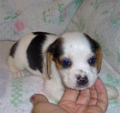 Puppies in OK