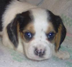 Puppies in OK