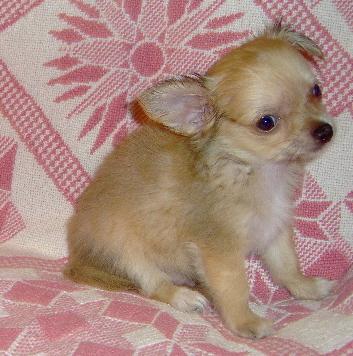Puppies in OK