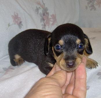 Puppies in OK