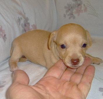 Puppies in OK