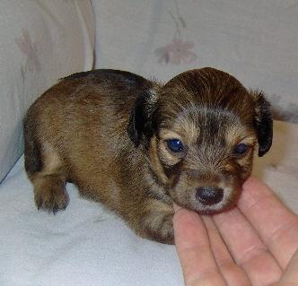 Puppies in OK