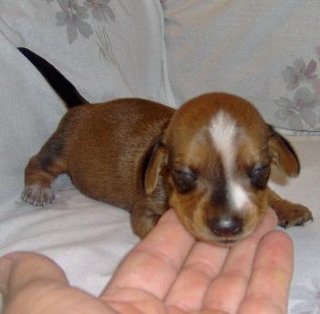 Puppies in OK