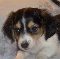 Puppies in OK