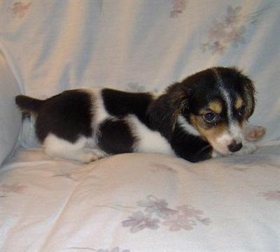 Puppies in OK
