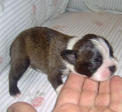 Puppies in OK