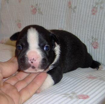 Puppies in OK
