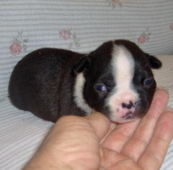 Puppies in OK