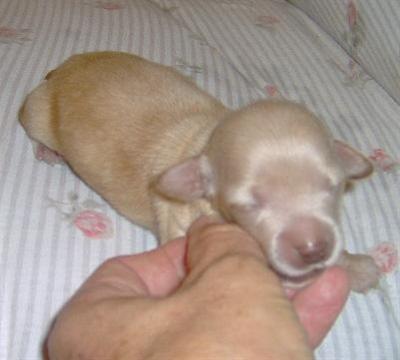 Puppies in OK