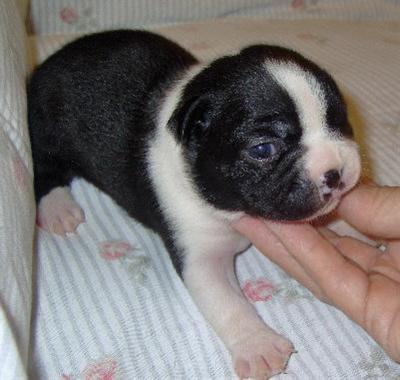 Puppies in OK