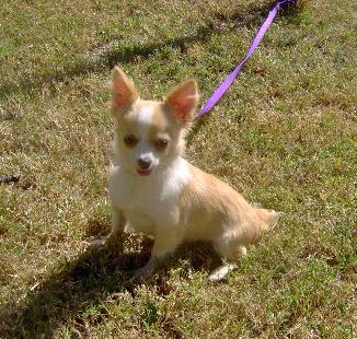 Dogs for Sale in OK