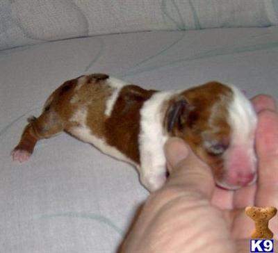 Dachshund Puppies for Sale
