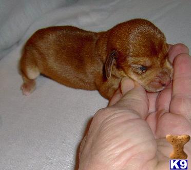 Dachshund Puppies for Sale