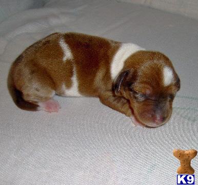 Dachshund Puppies for Sale
