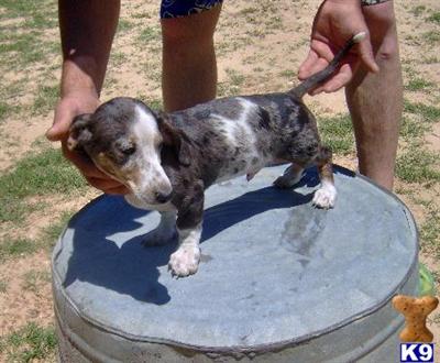 Dachshund Puppies for Sale