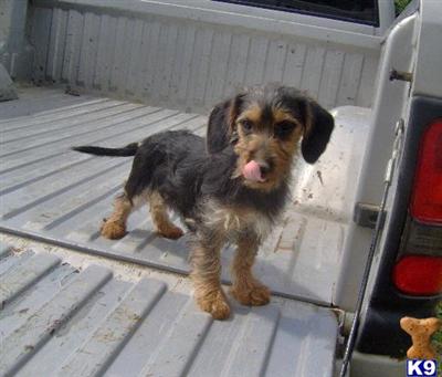 Dachshund Puppies for Sale