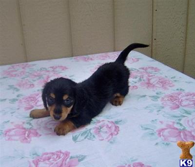 Dachshund Puppies for Sale