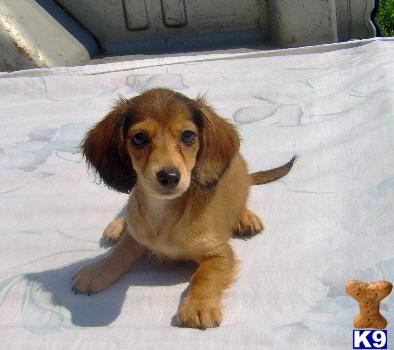 Dachshund Puppies for Sale