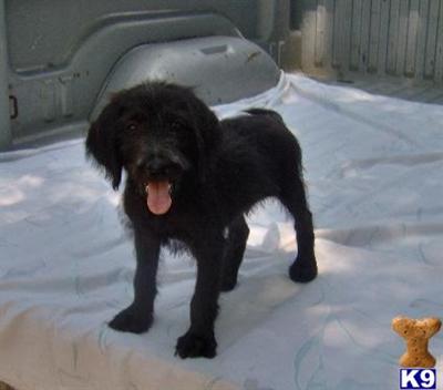 Labradoodle Puppies for Sale