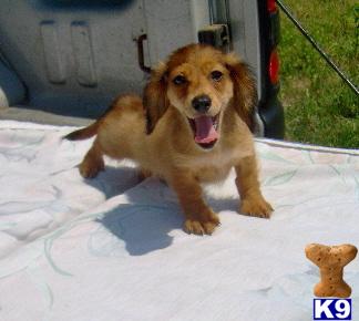 Dachshund Puppies for Sale