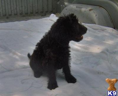 Labradoodle Puppies for Sale