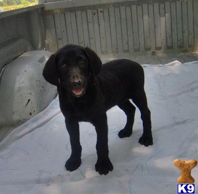 Labradoodle Puppies for Sale