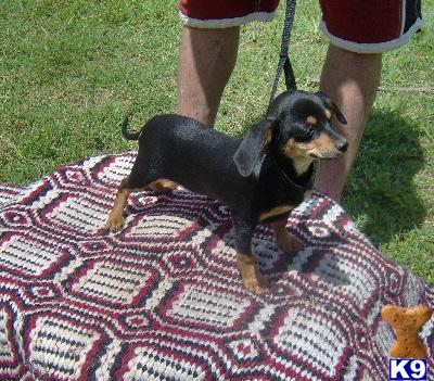 Dachshund Puppies for Sale
