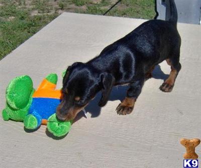 Dachshund Puppies for Sale