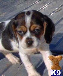 Beagle Puppies for Sale
