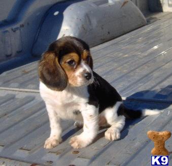 Beagle Puppies for Sale